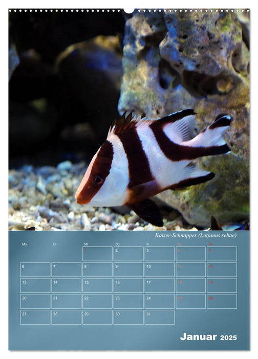 Bunte Riffbewohner - Fische, Anemonen und noch viel mehr (CALVENDO Premium Wandkalender 2025)