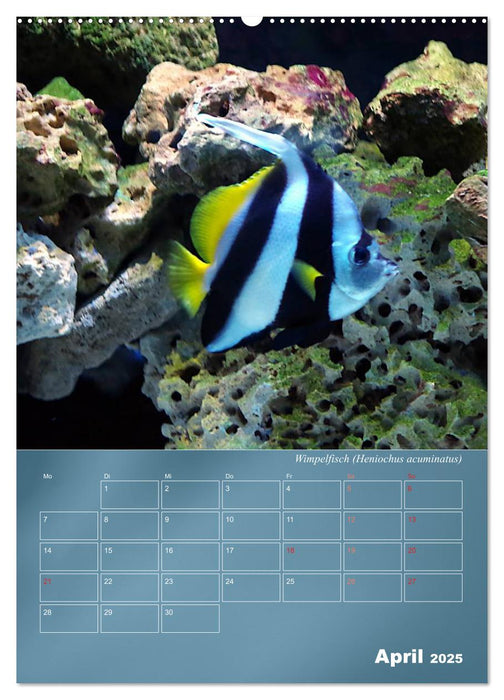 Bunte Riffbewohner - Fische, Anemonen und noch viel mehr (CALVENDO Premium Wandkalender 2025)