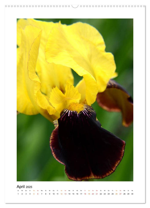 Iris, Blume des Regenbogens (CALVENDO Premium Wandkalender 2025)