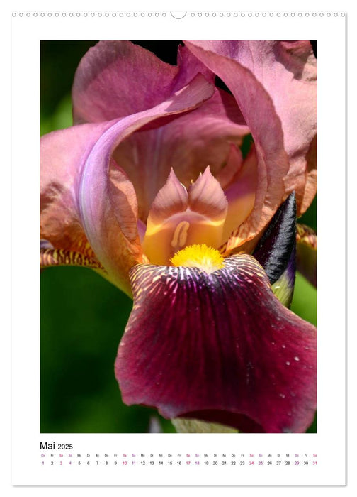 Iris, Blume des Regenbogens (CALVENDO Premium Wandkalender 2025)