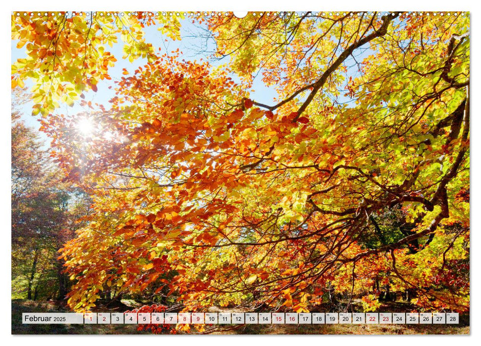 Herbstflammen im Karwendel- und Wettersteingebirge (CALVENDO Wandkalender 2025)