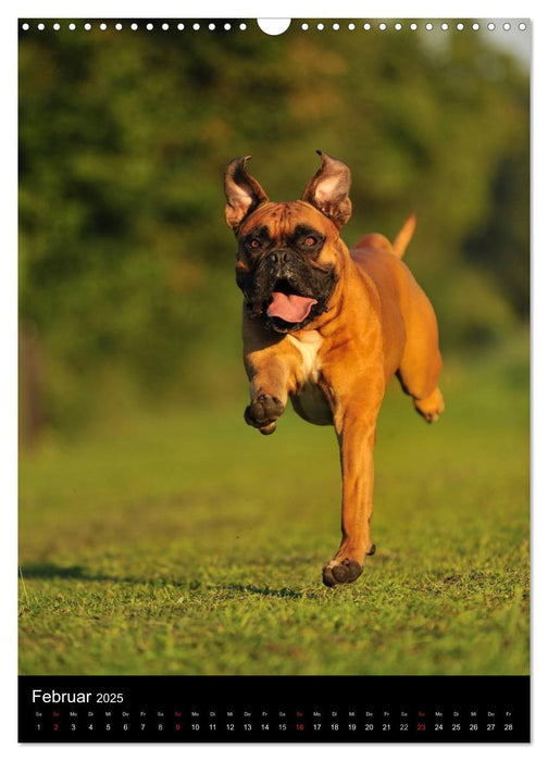 Boxer? Na klar! (CALVENDO Wandkalender 2025)