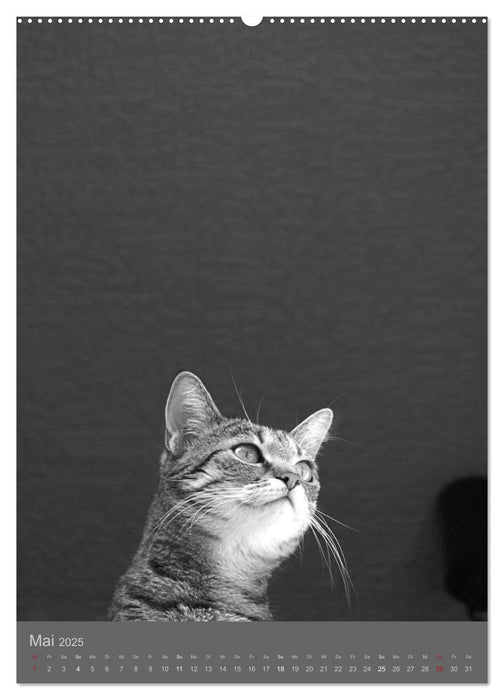 Sonja Heller Katzen in SW-Portraits (CALVENDO Premium Wandkalender 2025)