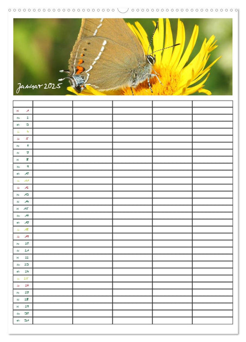 Schmetterlinge: Filigrane Flieger / Familienkalender (CALVENDO Premium Wandkalender 2025)