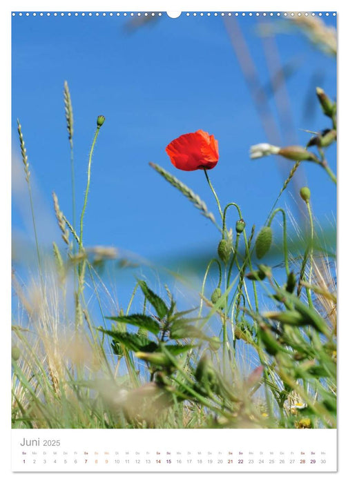 Natur am Meer - Wälder, Gärten und Blumen am Rande der Ostsee (CALVENDO Premium Wandkalender 2025)