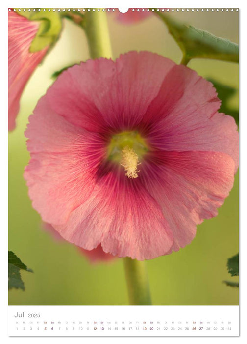 Natur am Meer - Wälder, Gärten und Blumen am Rande der Ostsee (CALVENDO Premium Wandkalender 2025)