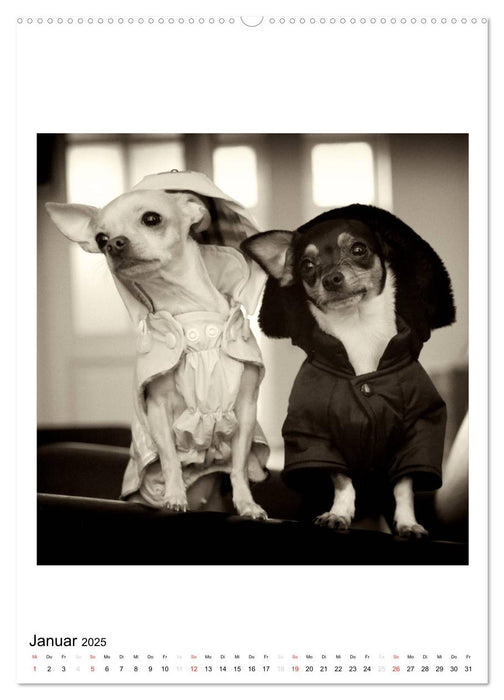 CHIHUAHUA CHIC Photos Marion Koell (CALVENDO Premium Wandkalender 2025)