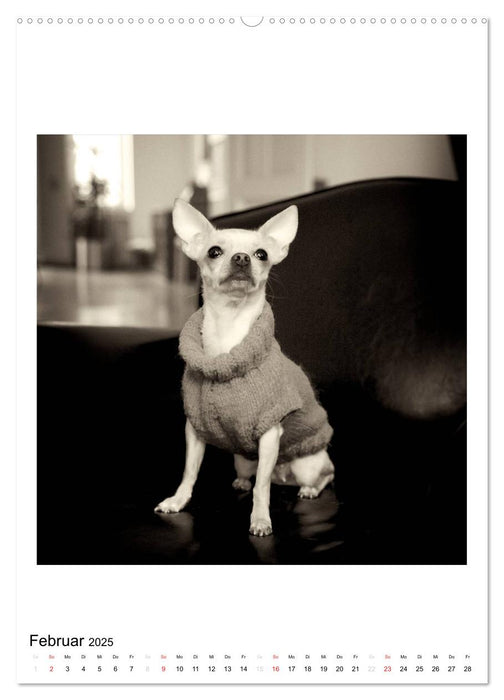 CHIHUAHUA CHIC Photos Marion Koell (CALVENDO Premium Wandkalender 2025)