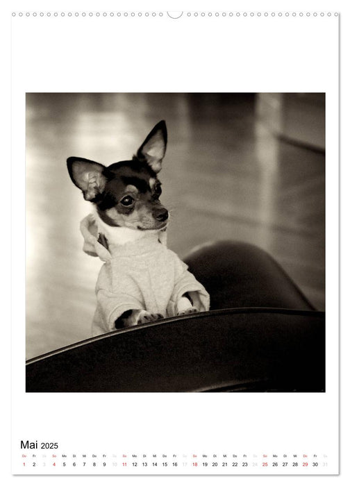 CHIHUAHUA CHIC Photos Marion Koell (CALVENDO Premium Wandkalender 2025)