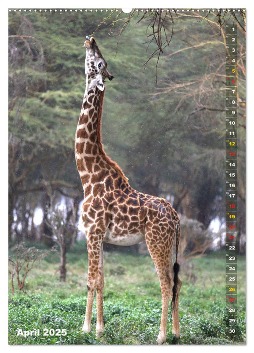 Giraffen - Anmut und Sanftheit (CALVENDO Wandkalender 2025)