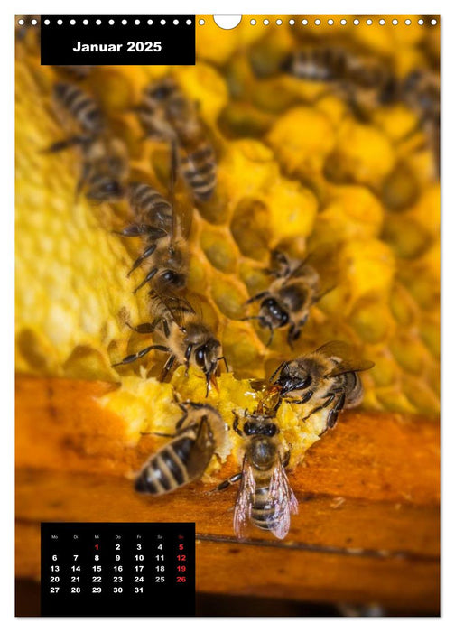 Bienen in ihrem geheimen Reich (CALVENDO Wandkalender 2025)