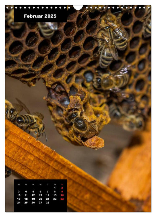 Bienen in ihrem geheimen Reich (CALVENDO Wandkalender 2025)