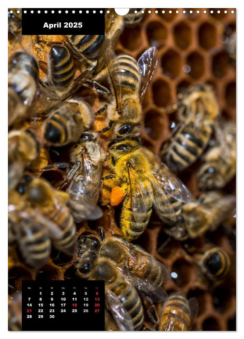 Bienen in ihrem geheimen Reich (CALVENDO Wandkalender 2025)