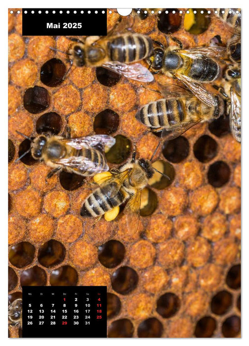 Bienen in ihrem geheimen Reich (CALVENDO Wandkalender 2025)