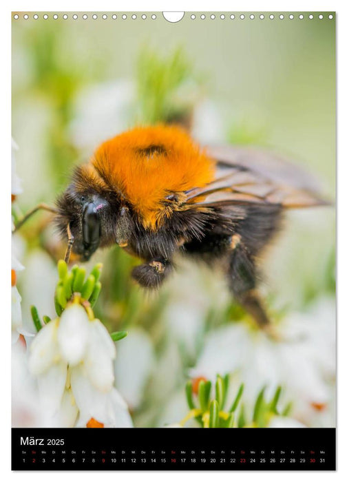 Bienen und Hummeln (CALVENDO Wandkalender 2025)