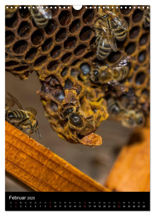 Im Bienenstock (CALVENDO Wandkalender 2025)