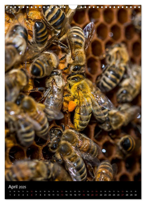 Im Bienenstock (CALVENDO Wandkalender 2025)