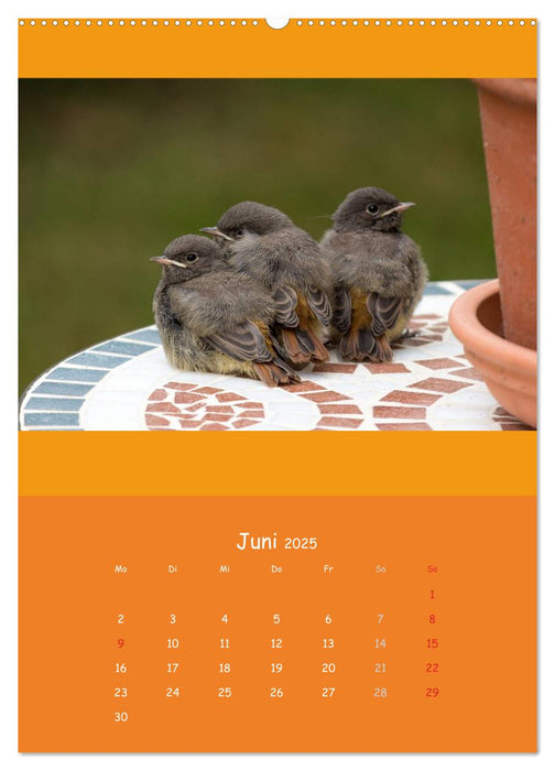 Tierkinder (CALVENDO Premium Wandkalender 2025)