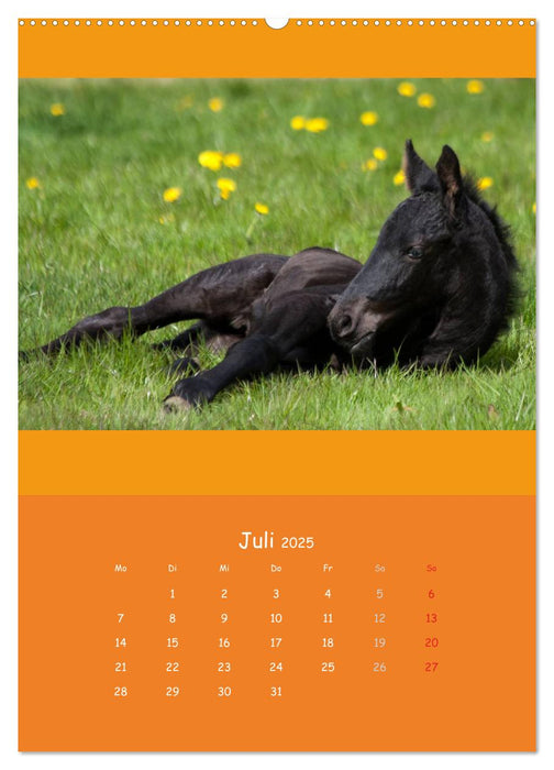 Tierkinder (CALVENDO Premium Wandkalender 2025)