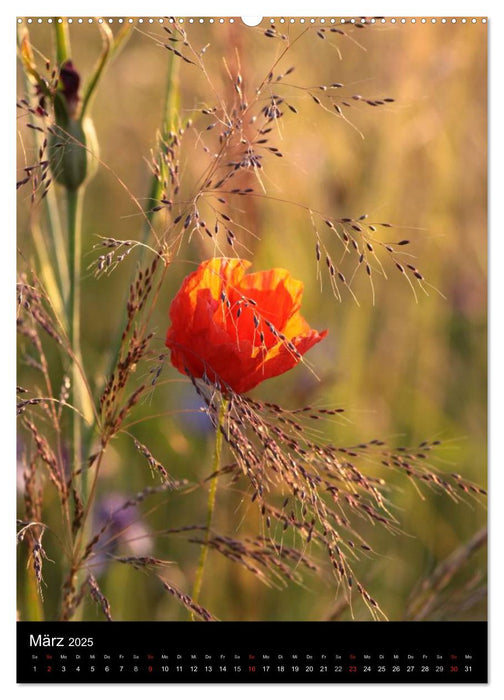 Seltene Wildblumen (CALVENDO Premium Wandkalender 2025)