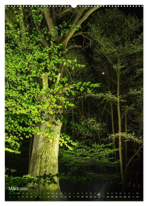 Waldlichter im Wildwald Vosswinkel 2025 (CALVENDO Wandkalender 2025)