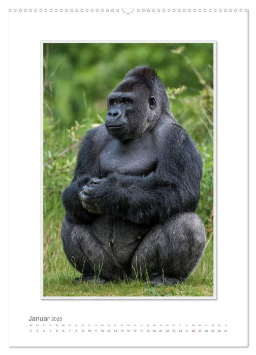 Emotionale Momente: Aus dem Leben der Familie Gorilla. (CALVENDO Premium Wandkalender 2025)