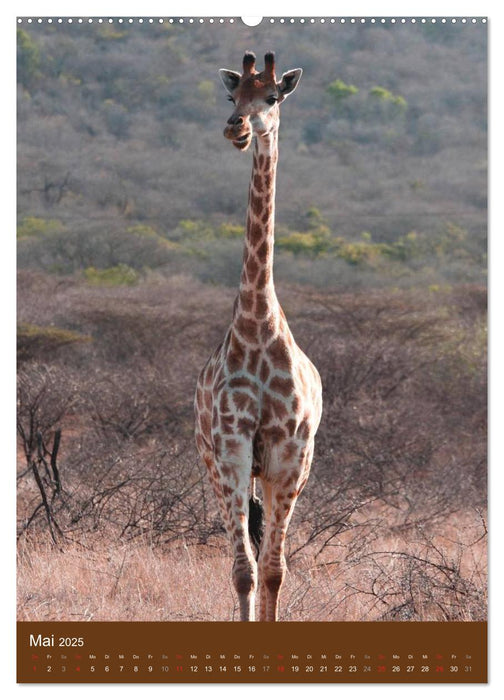 Giraffen (CALVENDO Premium Wandkalender 2025)