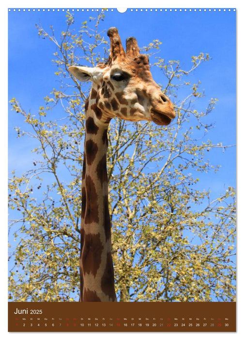 Giraffen (CALVENDO Premium Wandkalender 2025)