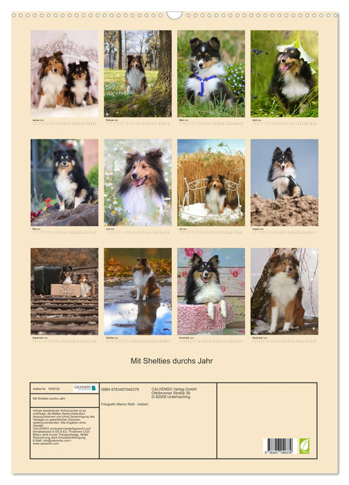 Mit Shelties durchs Jahr (CALVENDO Wandkalender 2025)