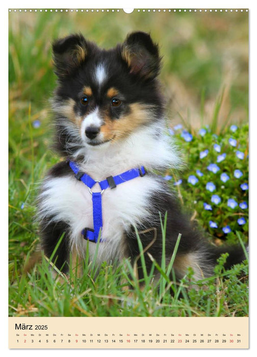 Mit Shelties durchs Jahr (CALVENDO Wandkalender 2025)