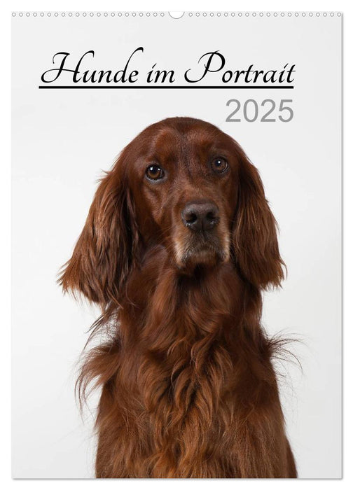 Hunde im Portrait (CALVENDO Wandkalender 2025)