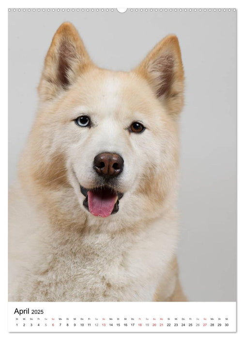 Hunde im Portrait (CALVENDO Wandkalender 2025)