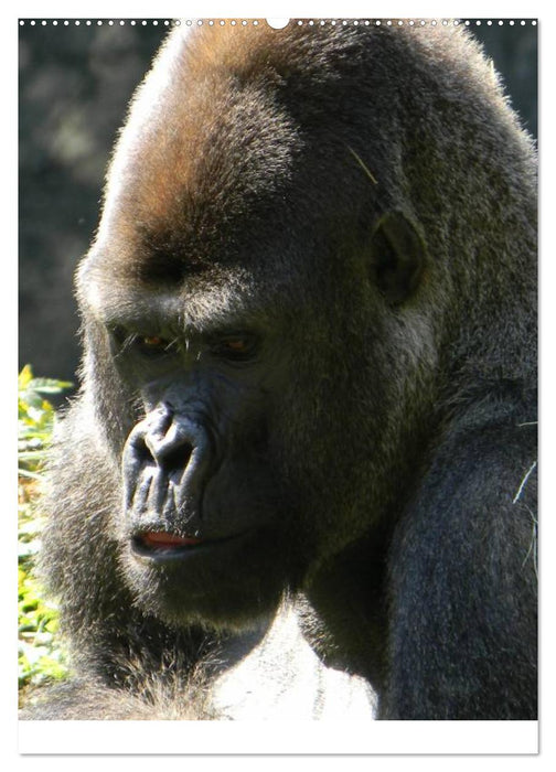 Gorillas (CALVENDO Premium Wandkalender 2025)