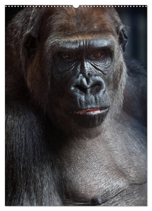 Gorillas (CALVENDO Premium Wandkalender 2025)