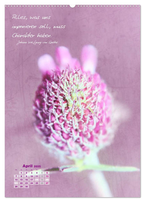 Blumen & Zitate (CALVENDO Premium Wandkalender 2025)