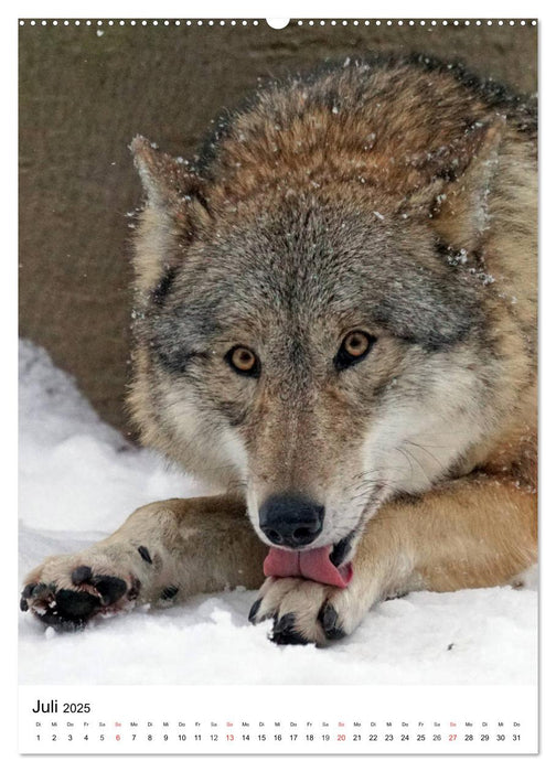 Wolf-Gesichter (CALVENDO Premium Wandkalender 2025)