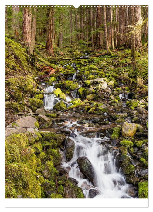 Weltnaturerbe Olympic National Park (CALVENDO Wandkalender 2025)