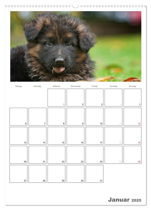 Deutscher Schäferhund - Welpen, Planer (CALVENDO Premium Wandkalender 2025)