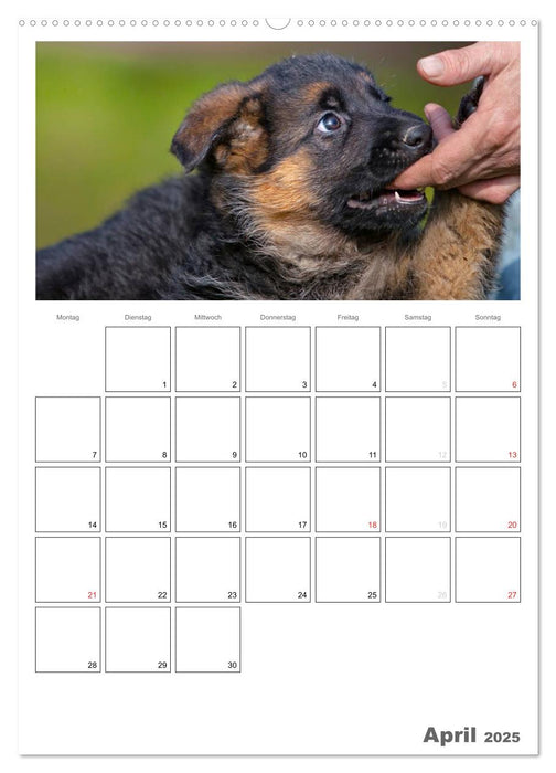 Deutscher Schäferhund - Welpen, Planer (CALVENDO Premium Wandkalender 2025)