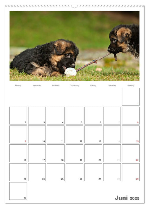 Deutscher Schäferhund - Welpen, Planer (CALVENDO Premium Wandkalender 2025)