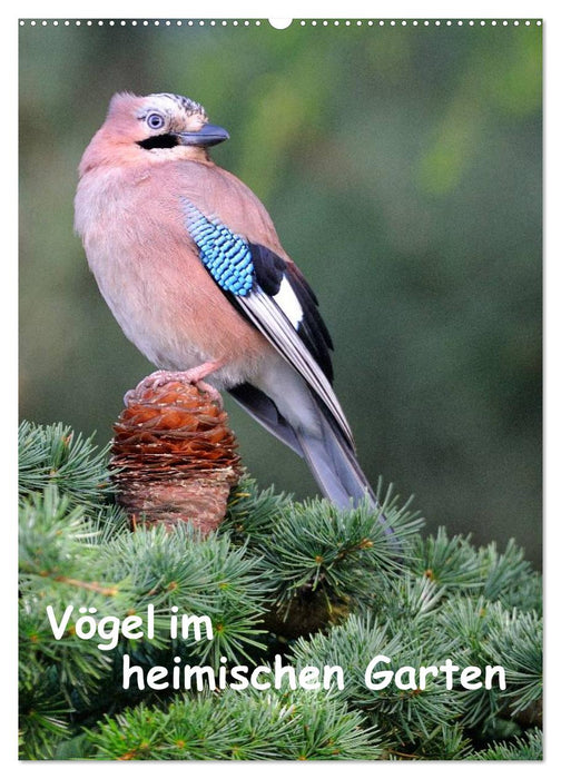 Vögel im heimischen Garten (CALVENDO Wandkalender 2025)