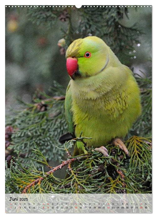 Vögel im heimischen Garten (CALVENDO Wandkalender 2025)