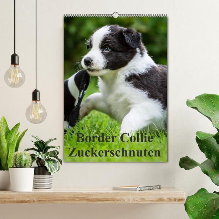 Border Collie Zuckerschnuten (CALVENDO Wandkalender 2025)