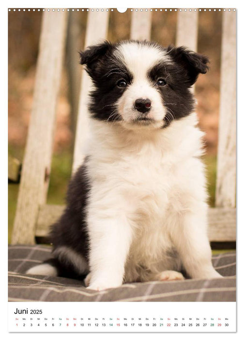 Border Collie Zuckerschnuten (CALVENDO Wandkalender 2025)