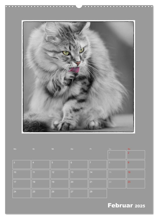 Katzen Blues / Planer (CALVENDO Premium Wandkalender 2025)