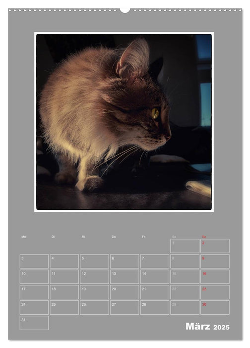 Katzen Blues / Planer (CALVENDO Premium Wandkalender 2025)