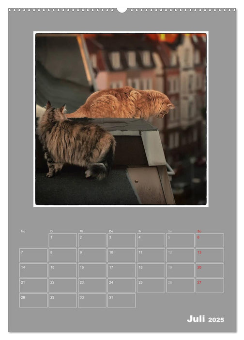 Katzen Blues / Planer (CALVENDO Premium Wandkalender 2025)