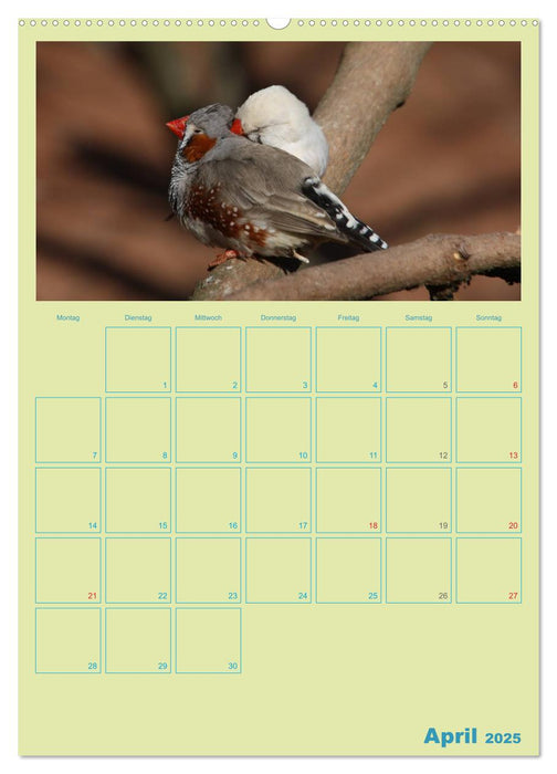 Vogelfreundschaften / Planer (CALVENDO Premium Wandkalender 2025)