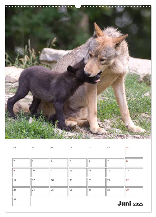 Emotionale Momente: Der Wolf. (CALVENDO Wandkalender 2025)