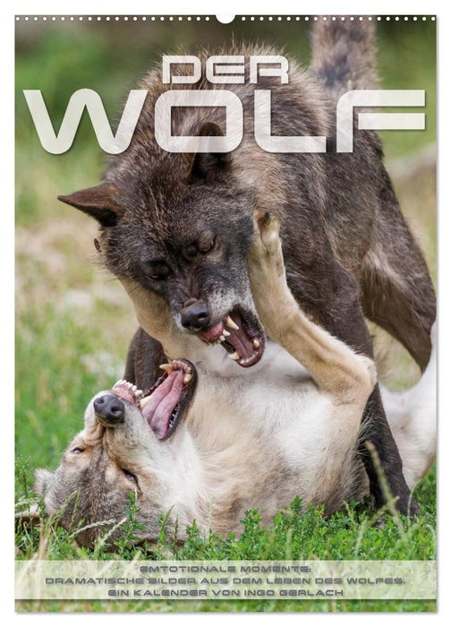 Emotionale Momente: Der Wolf. (CALVENDO Wandkalender 2025)